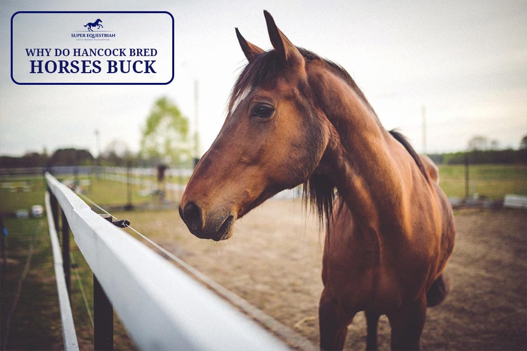 Why Do Hancock Bred Horses Buck